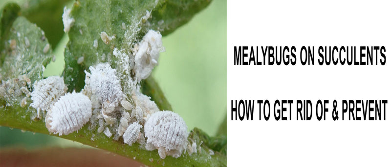 Mealybugs on succulents, How to get rid of mealybugs on succulents, What causes mealybugs on succulents, Fastest way to get rid of mealybugs on succulents, How to treat mealybugs on succulents, Signs of mealybugs on succulents, Prevent mealybugs