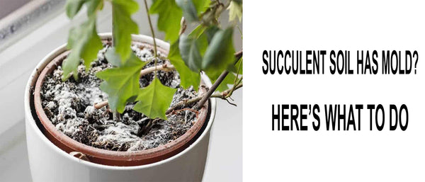 Mold on succulent soil, succulent soil has mold, moldy succulent soil, How do you get rid of mold in succulent soil, Why is the dirt in my succulent molding, Succulent soil white and powdery, Mold in my succulent soil, Succulent soil has white mold