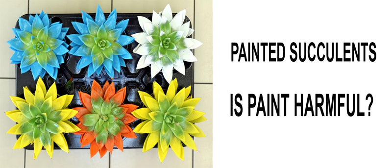 Painted succulents, Can painted succulents survive, How long do painted succulents live, Can you paint succulents, Does paint harm succulents, is it safe to paint succulents, Is paint toxic to succulents