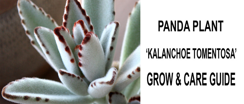 Panda plant kalanchoe tomentosa, Panda plant kalanchoe tomentosa care, Panda plant kalanchoe tomentosa propagation, How to care for Panda plant kalanchoe tomentosa