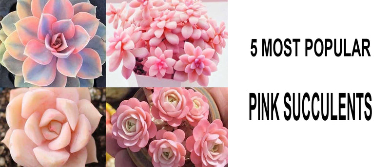 Pink succulents, Best pink succulents, Echeveria pink succulents, Types of pink succulents, Pink succulents for sale, Pink indoor succulents, Which pink succulents are best, Succulents that are pink, What type of succulent is pink
