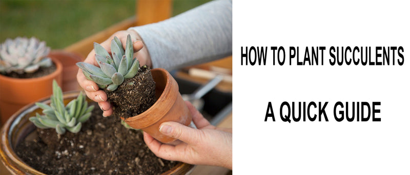 Planting succulents, How to plant succulents, Planting succulents indoors, Planting succulents outside, Planting succulents in containers without drainage, Planting succulents in pots, How to plant succulents indoors, Planting succulents guide