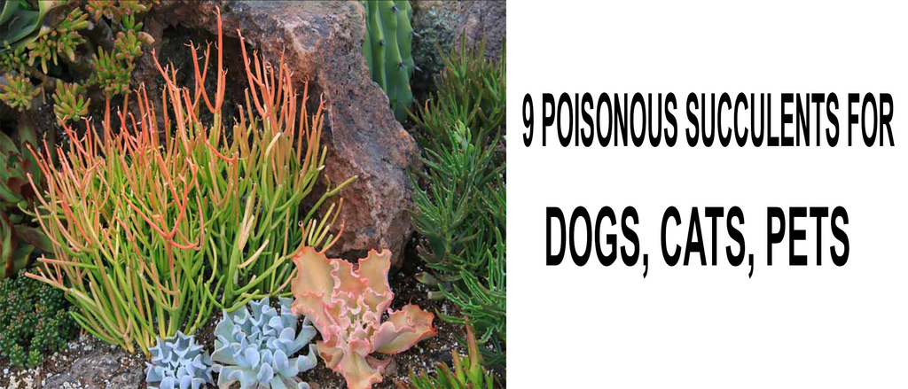 Succulent plant warning after toxic Euphorbia plant causes horrific dog  injury