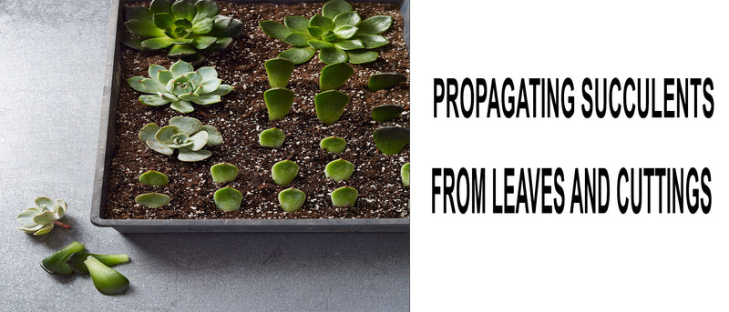 Succulent Propagation from Leaves and Cuttings, Succulent Propagation, How to propagate succulents successfully, Propagating succulents, Propagate Succulent Stem, Propagation succulent leaves