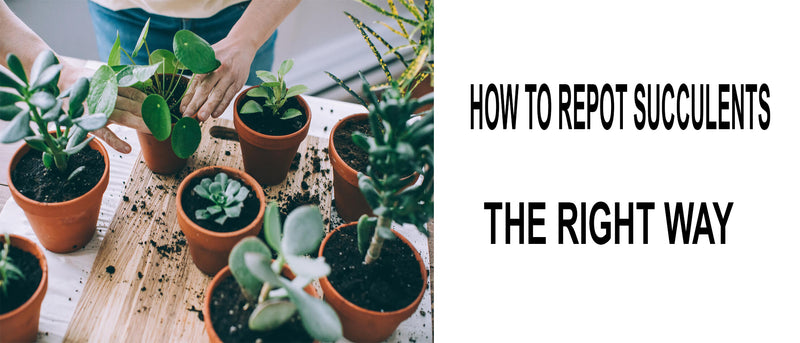 How to Repot Succulents, How to plant succulent plants, How to care for succulents, How to repot your succulent, repotting succulents, how to repot succulents