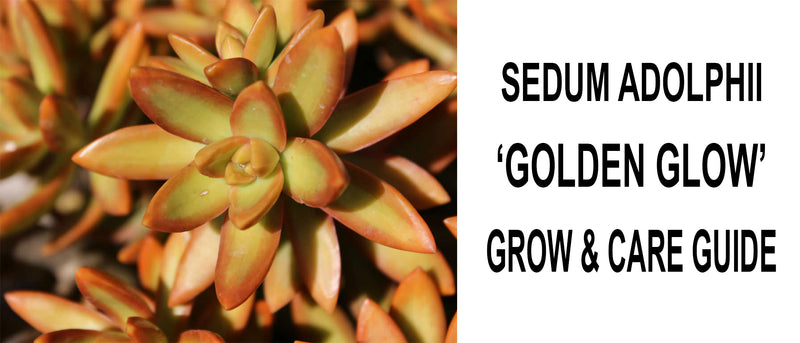 Sedum adolphii golden glow, Sedum adolphii golden glow care, Sedum adolphii golden glow propagation, How to care for Sedum adolphii golden glow