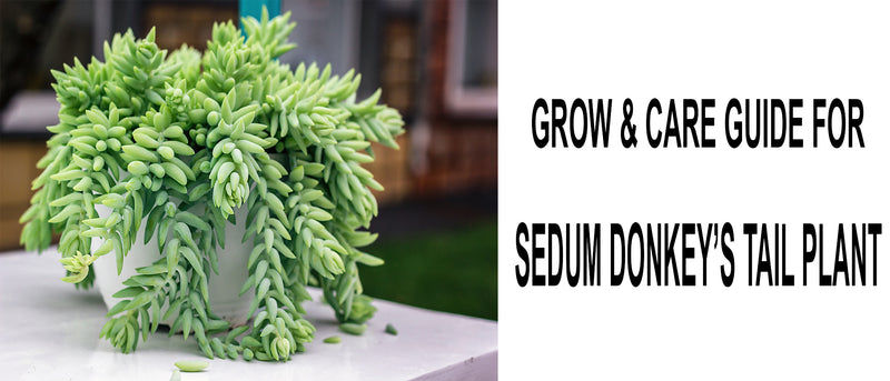 Sedum Donkey's Tail, burro's-tail, donkey tail plant, burros tail, donkey tail succulent, Sedum Burrito Succulent, How do you care for a donkey sedum tail, propagate donkey tail succulent, burro’s tail temperature tolerance, burro’s tail watering