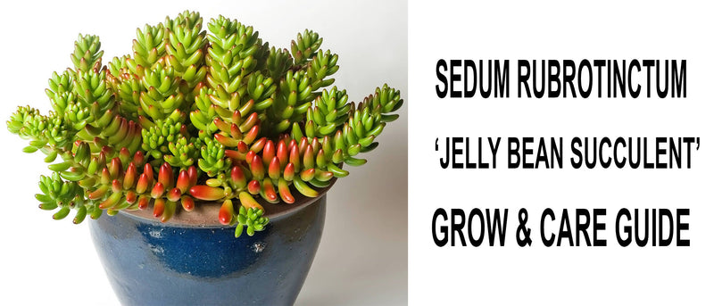 Sedum rubrotinctum jelly bean succulent, Sedum rubrotinctum jelly bean succulent care, Sedum rubrotinctum jelly bean succulent propagation, How to care for sedum rubrotinctum jelly bean succulent