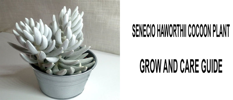Senecio Haworthii Cocoon Plant, Senecio Haworthii Cocoon Plant care, How to care for Senecio Haworthii Cocoon Plant, Senecio Haworthii Cocoon Plant propagation, Senecio Haworthii care, Cocoon plant propagation