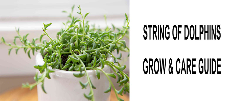 String of dolphins, string of dolphin plant, dolphin plant, dolphin succulent, string of dolphins care, how to propagate string of dolphins, string of dolphins succulent, dolphin plant care, string of dolphins propagation, propagate string of dolphin