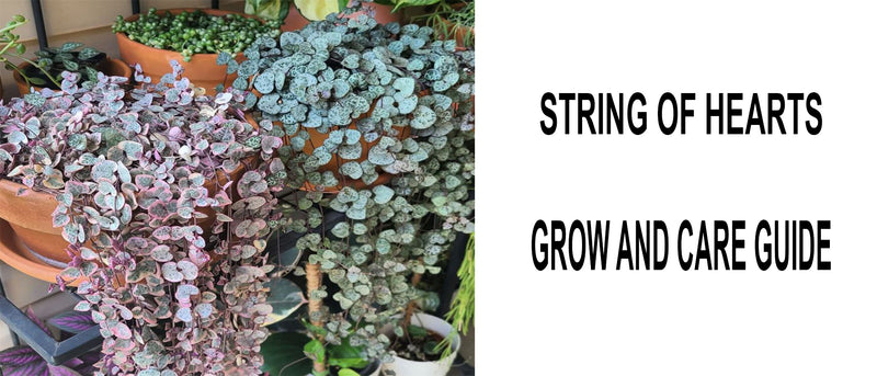 How to take good care of String of Hearts Plant, Tips for Growing Trailing String of Hearts Succulent, String of Hearts Care Guide, String of hearts problems, String of hearts plant care, String of hearts propagation