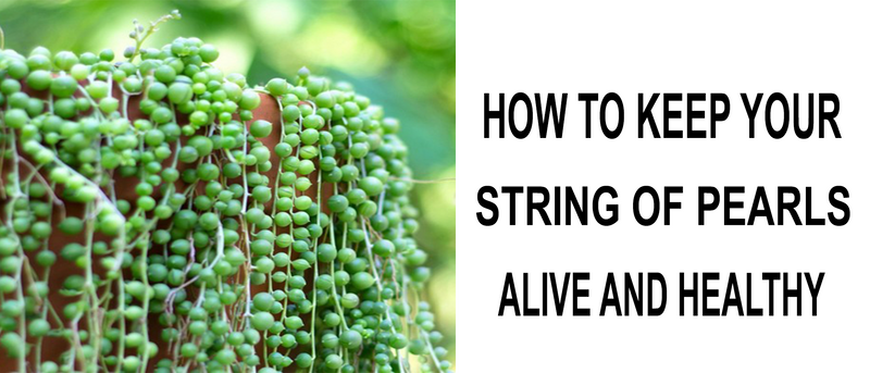 tips to keep string of pearls alive