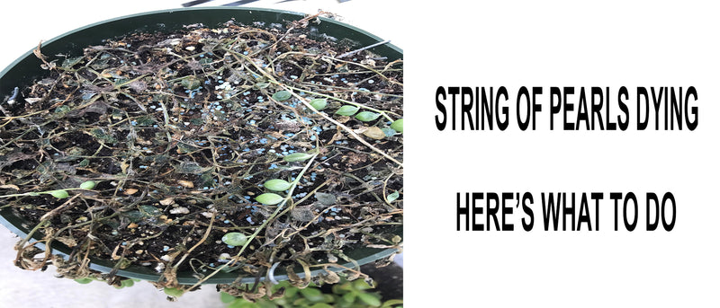 Common problems of String of Pearls and how to fix them, Underwatered string of pearls, Picture of overwatered string of pearls, String of pearls plant dying, Common problems with string of pearls plant, How to save overwatered string of pearls