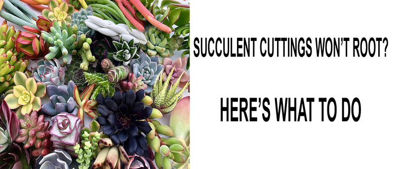 Succulent cuttings won’t root, How long does it take for succulent cuttings to root, How to root succulent cuttings, Why won’t my succulent cuttings root, Succulent cuttings, How often to mist succulent cuttings, Succulent cuttings root growth