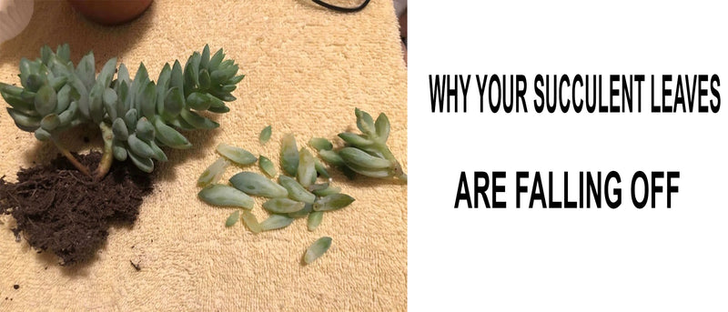Why are my succulent leaves falling off, Succulents leaves dropping, Why are my succulent leaves falling off, Succulent leaves falling off when touched, Succulent leaves falling off replant, Why are my succulent leaves turning yellow and falling off