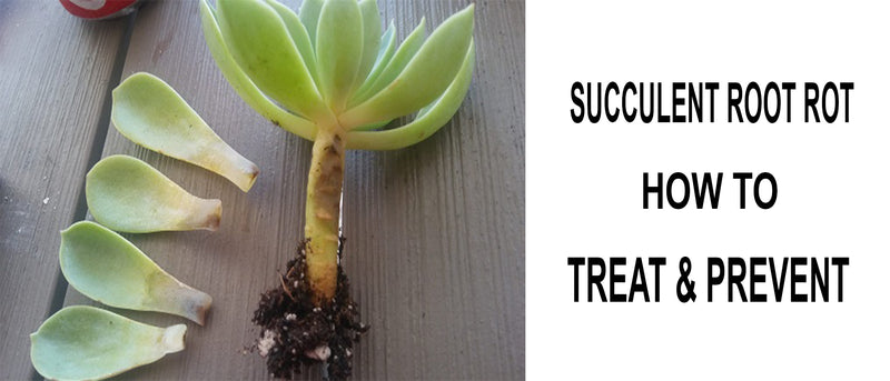 Root rot treatment for succulents 