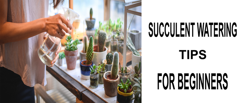 succulent watering tips