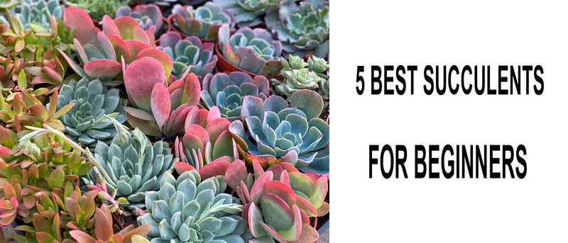 Succulents for beginners, Best succulents for beginners, Beginner succulents, What is the best succulent for beginner, Best indoor succulents for beginners, beginner succulents to grow, Which succulents to grow for beginners