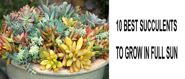 Succulents for full sun, full sun succulents, succulents to grow in full sun, best succulents for full hot sun, full sun indoor succulents, full sun succulents zone 9, can succulents grow outside in full sun, are succulents ok in full sun
