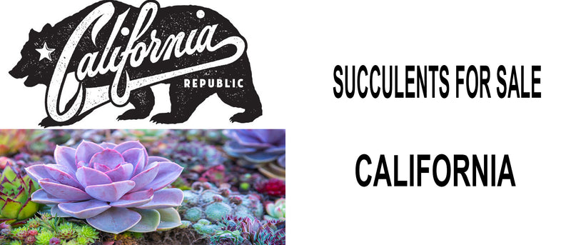 Succulents for sale California, California Succulents for sale, Succulents California