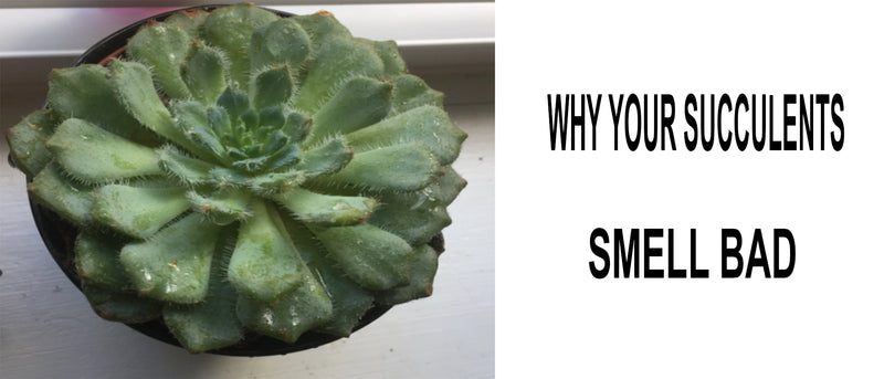 Succulents smell bad, why does my succulent smell bad, why do my succulents keep rotting, do succulents smell good, do succulents have a smell, why do my succulents smell bad, succulent soil smells bad
