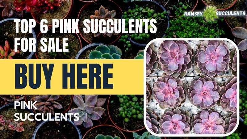 Pink Succulents For Sale