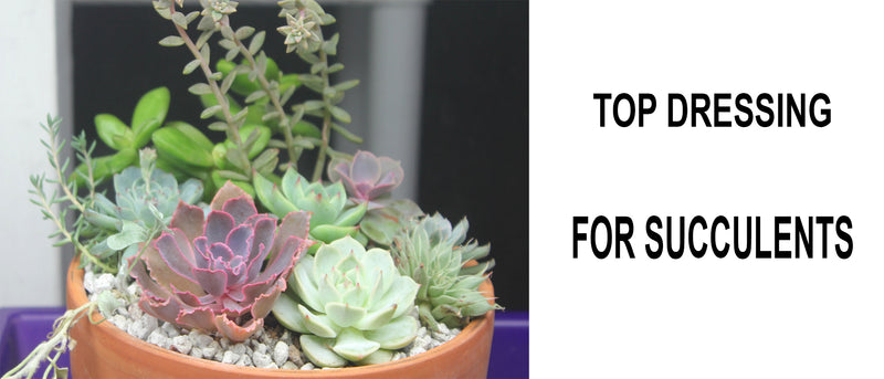 Top dressing for succulents, Is top dressing good for succulents, What should I use for succulent top dressing, White top dressing for succulents, Top dressing for cactus, Succulent top dressing, Why should I use top dressing for succulents