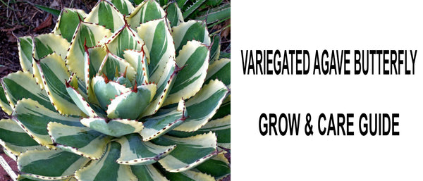 Variegated Agave Butterfly, Agave Butterfly Variegated, Variegated Agave Butterfly care, how to care for Variegated Agave Butterfly