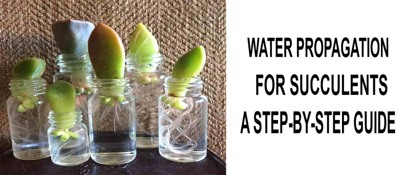 Water propagation for succulents, Propagating Succulents in Water, Water Root Propagation For Succulents, Can you propagate succulents in water, Water propagation with leaves for succulents, Succulent water propagation timeline