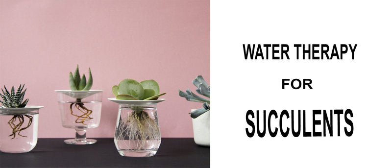 Water therapy for succulents, Succulent water therapy, How long is water therapy for succulents, Water therapy for haworthia