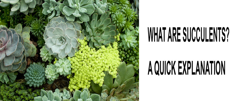 What are succulents, Succulents, Are succulents good indoors, How do you keep succulents alive, How often should succulents be watered, Do succulents need direct sunlight, What does the succulent plant do, Difference between a succulent and a plant
