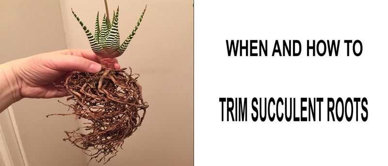 When to trim succulent roots, How to trim succulent roots, Should you trim succulent roots, How do you trim succulent roots, How do you cut succulent roots, Can you cut the roots of a root bound succulent