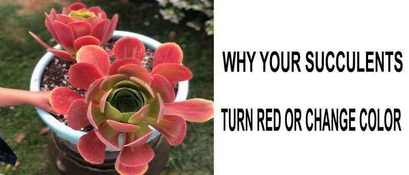 why succulents turn red or change color