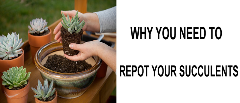 why you need to repot your succulents