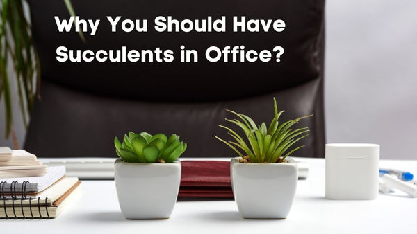 Succulents For Office