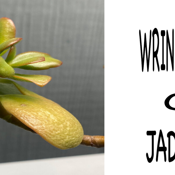 Wrinkled Leaves On Jade Plant? Here's What To Do