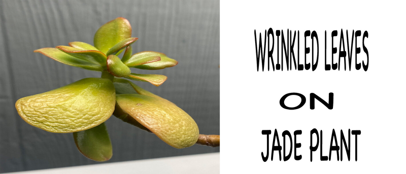 wrinkled leaves on jade plant