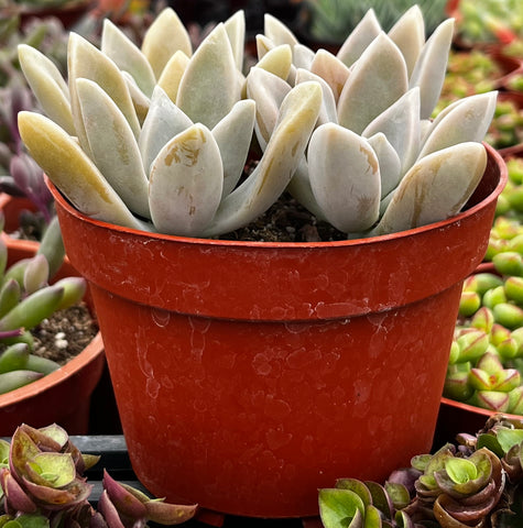 Graptopetalum Paraguayense