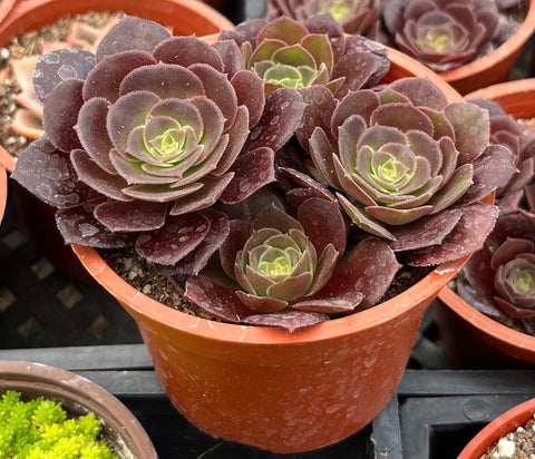 Aeonium Velvour