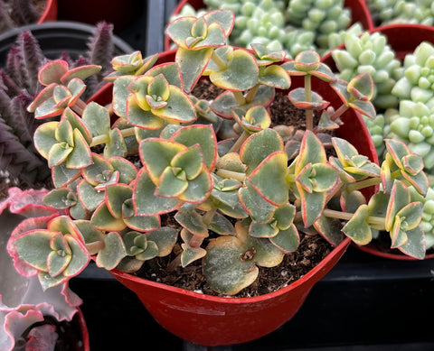 calico kitten succulent care Variegated Crassula Calico Kitten