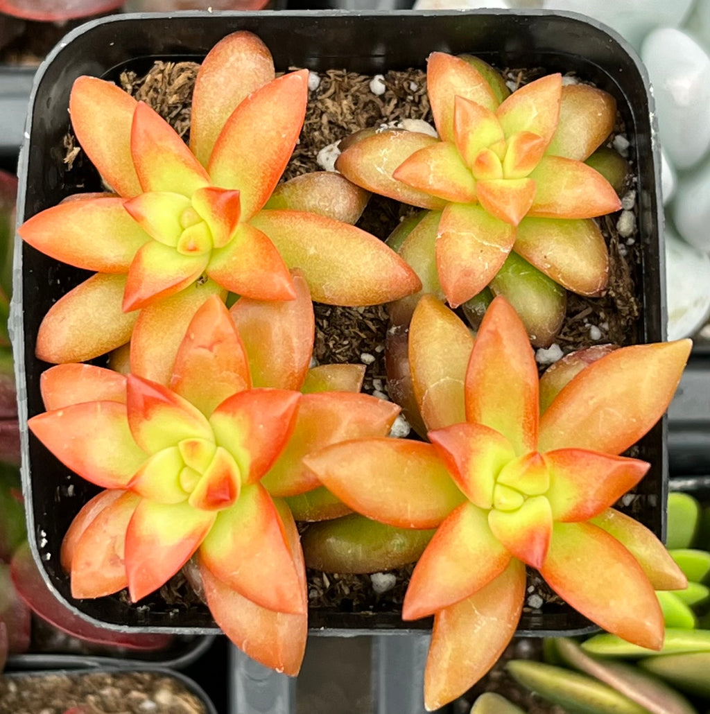 orange sedum succulent Sedum Shooting Stars