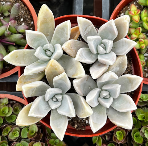 Graptopetalum Paraguayense