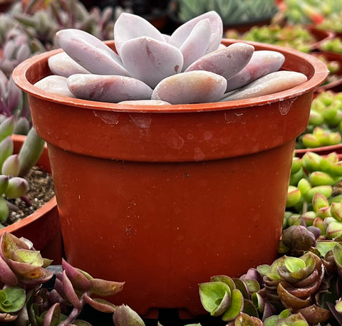 Graptopetalum Pentandrum