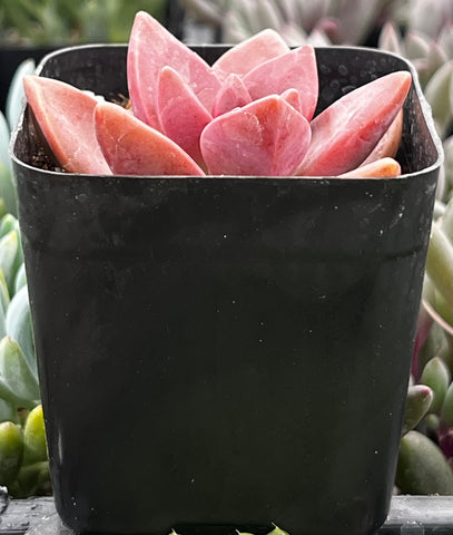 Graptosedum California Sunset