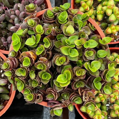 Callisia Repens Turtle Vine