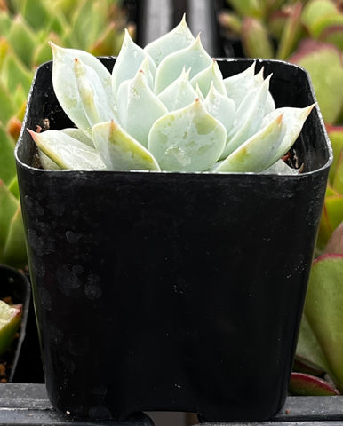 Echeveria Blue Rose