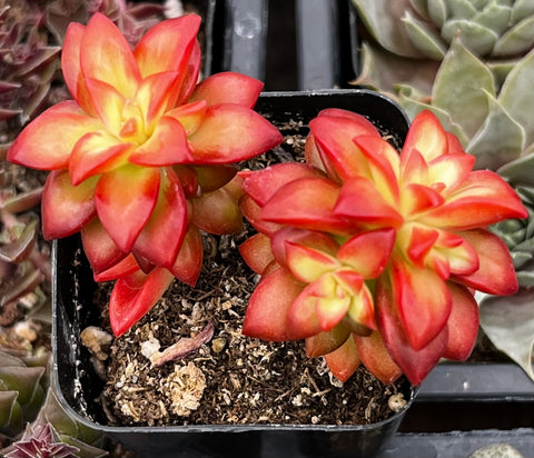 Sedum Shooting Stars