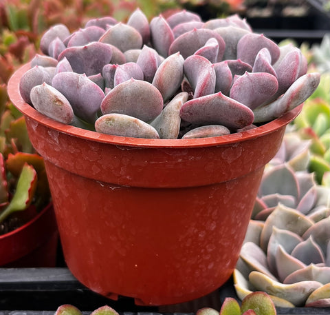 cubic frost succulent care Echeveria Cubic Frost