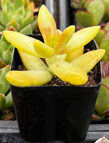 Sedum Coppertone