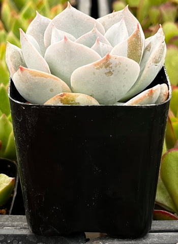 Echeveria Subsessilis